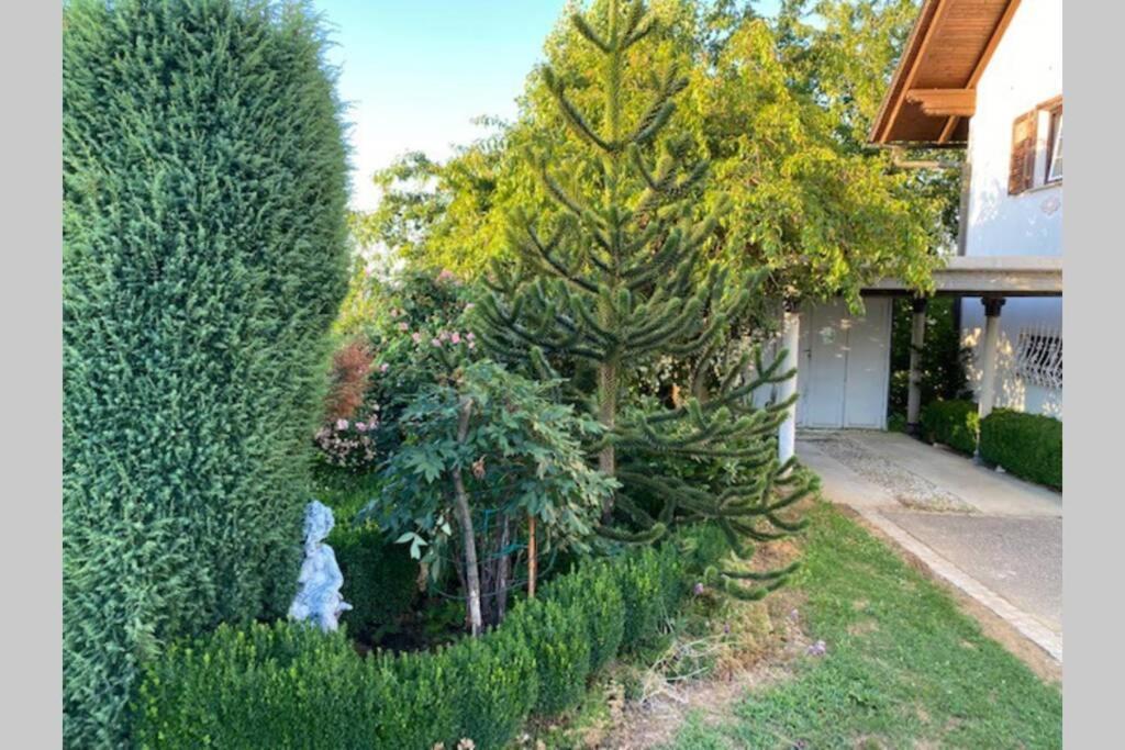 Apartma Jozica In Toncek Sveti Jurij ob Scavnici Εξωτερικό φωτογραφία